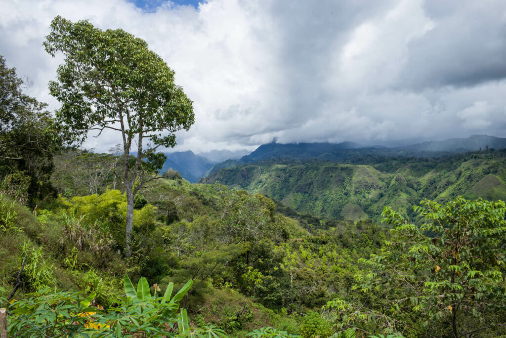 Saisonaler-Kaffee-Papua-Neuguinea-Baiyer-1004502.jpg