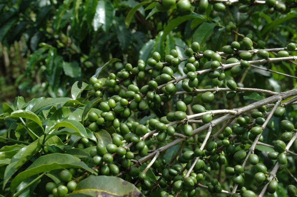 Saisonaler-Kaffee-Papua-Neuguinea-DSC_3657-scaled.jpg